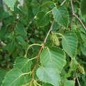 Betula costata chatons